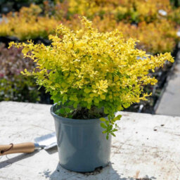 Marshalls Garden Berberis Thunbergii 'golden Horizon' 3 X 9Cm, Compact Groundcover Shrub - thumbnail 5