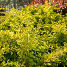 Marshalls Garden Berberis Thunbergii 'golden Horizon' 3 X 9Cm, Compact Groundcover Shrub - thumbnail 4