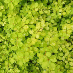 Marshalls Garden Berberis Thunbergii 'golden Horizon' 3 X 9Cm, Compact Groundcover Shrub - thumbnail 7