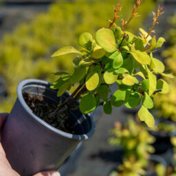 Marshalls Garden Berberis Thunbergii 'golden Horizon' 3 X 9Cm, Compact Groundcover Shrub - thumbnail 6