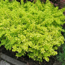 Marshalls Garden Berberis Thunbergii 'golden Horizon' 3 X 9Cm, Compact Groundcover Shrub - thumbnail 1