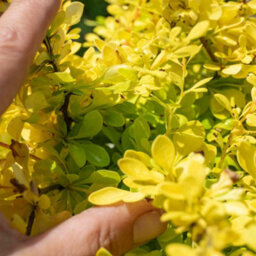 Marshalls Garden Berberis Thunbergii 'golden Horizon' 3 X 9Cm, Compact Groundcover Shrub - thumbnail 3