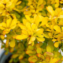 Marshalls Garden Berberis Thunbergii 'golden Horizon' 3 X 9Cm, Compact Groundcover Shrub - thumbnail 2