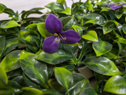 Best Artificial Laurel Leaf & Purple Flowers Hedging Mat 50Cm X 50Cm Privacy Garden Screen - thumbnail 3