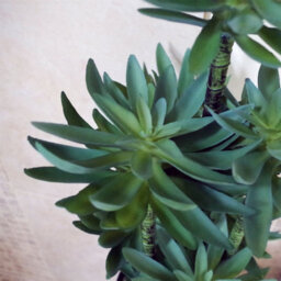 Leaf Large Artificial Tropical Yukka In Planter Botanik - thumbnail 3