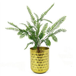 Leaf 55Cm Himilayan Maidenhair Fern Bush Dark Green Plant - thumbnail 3