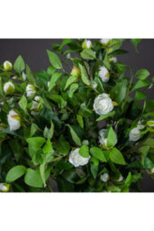 Cream Gardenia Stem, Luxurious Artificial Flower For Elegant Arrangements - thumbnail 2