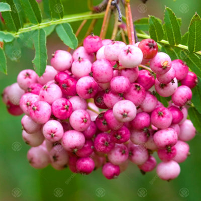 Gardeners Dream Sorbus Vilmorinii Tree - White Flowers, Array Of Pink Berries, Vilmorins Rowan, Hardy (5-6Ft) - image 1