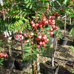 Gardeners Dream Sorbus Vilmorinii Tree - White Flowers, Array Of Pink Berries, Vilmorins Rowan, Hardy (5-6Ft) - thumbnail 3