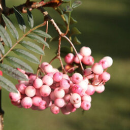 Gardeners Dream Sorbus Vilmorinii Tree - White Flowers, Array Of Pink Berries, Vilmorins Rowan, Hardy (5-6Ft) - thumbnail 2