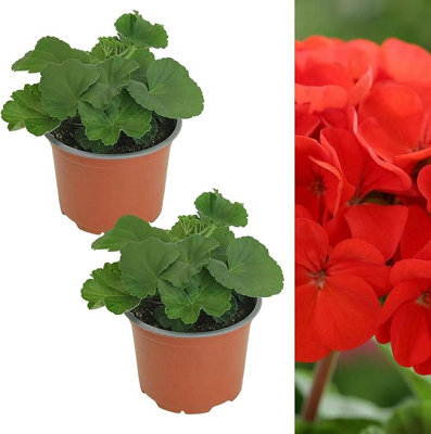 Carbeth Plants 2 X Geranium Bright Red Plant In 13Cm Pot - Summer Bedding Pelargonium Garden Ready For Hanging Baskets, Window Boxes & Pots - image 1
