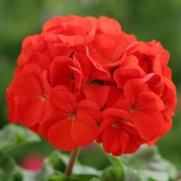 Carbeth Plants 2 X Geranium Bright Red Plant In 13Cm Pot - Summer Bedding Pelargonium Garden Ready For Hanging Baskets, Window Boxes & Pots - thumbnail 3