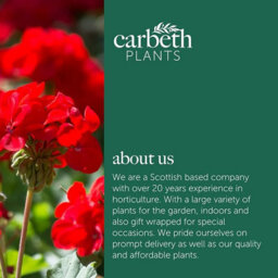 Carbeth Plants 2 X Geranium Bright Red Plant In 13Cm Pot - Summer Bedding Pelargonium Garden Ready For Hanging Baskets, Window Boxes & Pots - thumbnail 6