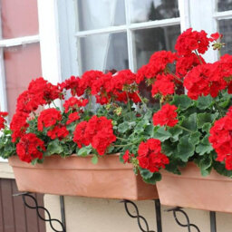 Carbeth Plants 2 X Geranium Bright Red Plant In 13Cm Pot - Summer Bedding Pelargonium Garden Ready For Hanging Baskets, Window Boxes & Pots - thumbnail 4