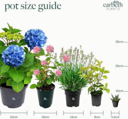 Carbeth Plants 2 X Geranium Bright Red Plant In 13Cm Pot - Summer Bedding Pelargonium Garden Ready For Hanging Baskets, Window Boxes & Pots - thumbnail 5