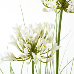 Wyld Haus 90Cm White Agapanthus Artificial Flower (Pot Not Included) - thumbnail 3