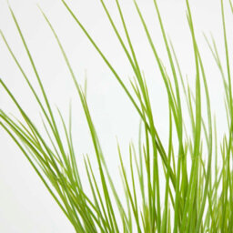 Homescapes Artificial Green Handcrafted Chive Plant In Decorative Pot, 28 X 10 Cm - thumbnail 5