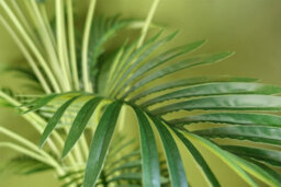 Leaf Artificial Areca Palm Tree Potted In Black Pot 150Cm Botanik - thumbnail 5