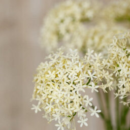 Wyld Haus Set Of 3 Cream Three-Head Allium Artificial Flower Sprays, 640mm - thumbnail 5