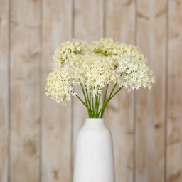 Wyld Haus Set Of 3 Cream Three-Head Allium Artificial Flower Sprays, 640mm - thumbnail 4