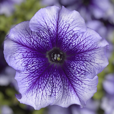 Carbeth Plants Petunia Blue Vein Bedding Plants 1 X 6 Pack - Outdoor Garden Flowers Ready To Plant - Perfect For Hanging Baskets, Pots & Borders