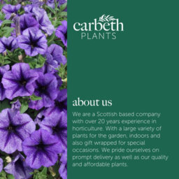 Carbeth Plants Petunia Blue Vein Bedding Plants 1 X 6 Pack - Outdoor Garden Flowers Ready To Plant - Perfect For Hanging Baskets, Pots & Borders - thumbnail 6