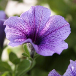 Carbeth Plants Petunia Blue Vein Bedding Plants 1 X 6 Pack - Outdoor Garden Flowers Ready To Plant - Perfect For Hanging Baskets, Pots & Borders - thumbnail 5
