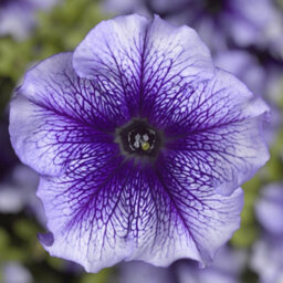 Carbeth Plants Petunia Blue Vein Bedding Plants 1 X 6 Pack - Outdoor Garden Flowers Ready To Plant - Perfect For Hanging Baskets, Pots & Borders - thumbnail 1