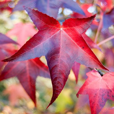 Gardeners Dream Liquidambar Lane Roberts Tree - Star-Shaped Crimson Red Leaves, Vibrant, Hardy (5-6Ft) - image 1