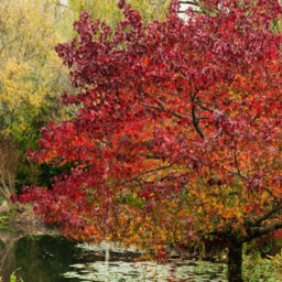 Gardeners Dream Liquidambar Lane Roberts Tree - Star-Shaped Crimson Red Leaves, Vibrant, Hardy (5-6Ft) - thumbnail 2