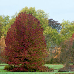 Gardeners Dream Liquidambar Lane Roberts Tree - Star-Shaped Crimson Red Leaves, Vibrant, Hardy (5-6Ft) - thumbnail 5