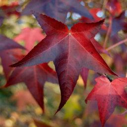 Gardeners Dream Liquidambar Lane Roberts Tree - Star-Shaped Crimson Red Leaves, Vibrant, Hardy (5-6Ft) - thumbnail 6