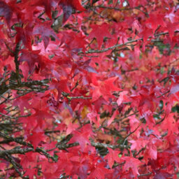 Gardeners Dream Liquidambar Lane Roberts Tree - Star-Shaped Crimson Red Leaves, Vibrant, Hardy (5-6Ft) - thumbnail 3
