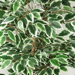 Leaf 150Cm Artificial Ficus Tree 1008 Silk Leaves - thumbnail 5