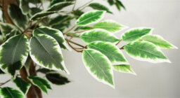 Leaf 150Cm Artificial Ficus Tree 1008 Silk Leaves - thumbnail 6