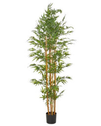 Wyld And Coco Zennest Lifelike Bamboo Tree 220 Cm Green And Black - Indoor Artificial Plant - thumbnail 1