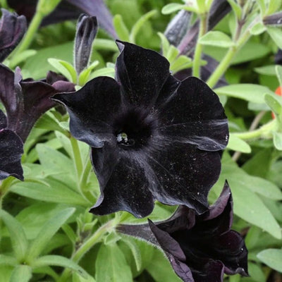 Primrose Petunia Black Velvet Balpevac Flowering Bedding Plants 9Cm Pot