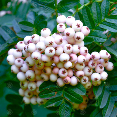 Gardeners Dream Sorbus Cashmiriana Tree - Kashmir Rowan, White Flowers And Berries, Hardy (5-6Ft) - image 1