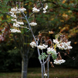 Gardeners Dream Sorbus Cashmiriana Tree - Kashmir Rowan, White Flowers And Berries, Hardy (5-6Ft) - thumbnail 3