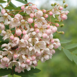 Gardeners Dream Sorbus Cashmiriana Tree - Kashmir Rowan, White Flowers And Berries, Hardy (5-6Ft) - thumbnail 2