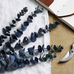Large                  Blue                  Eucalyptus                  Stem - thumbnail 2