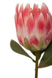 Orsina Fiori 62Cm Protea Stem Pink Flower Artificial Plant Foliage - thumbnail 6