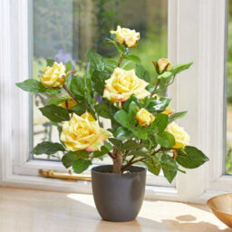 Smart Garden Marco Paul Artificial Potted Rose Plant 40Cm - Yellow - thumbnail 7