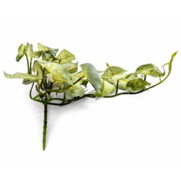 Leaf Pack Of 6 X 25Cm Artificial Trailing Variegated Caladium Vine Plant Light Green - thumbnail 4