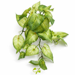 Leaf Pack Of 6 X 25Cm Artificial Trailing Variegated Caladium Vine Plant Light Green - thumbnail 2