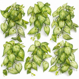 Leaf Pack Of 6 X 25Cm Artificial Trailing Variegated Caladium Vine Plant Light Green - thumbnail 1