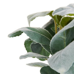 Wyld And Coco 30Cm Lambs Ear Faux Plant With Cement Pot - Realistic Silvery-Green Indoor Decor - thumbnail 5