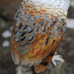 Burgess Barn Owl Resin Sculpture Home Garden British Wildlife Statue Outdoor Ornament Eagle Large Bird Gift - thumbnail 6