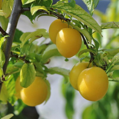 Lincolnshire Pond Plants Golden Sphere Cherry Plum (Prunus Domestica) Tree - 7Ltr Potted - image 1