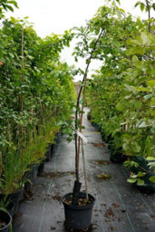 Lincolnshire Pond Plants Golden Sphere Cherry Plum (Prunus Domestica) Tree - 7Ltr Potted - thumbnail 3
